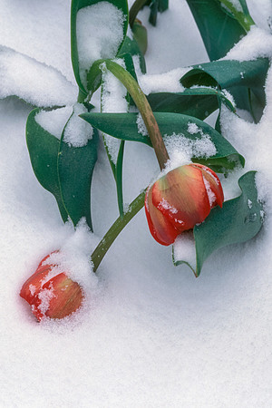 Winter Storm in Spring - Two Tulips in Snow