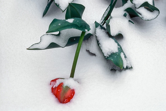 Winter Storm in Spring - Tulip in Snow