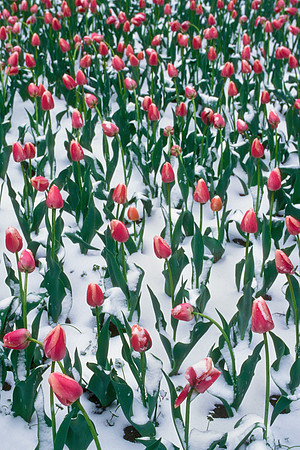 Winter Storm in Spring - Tulips in Snow (Group)
