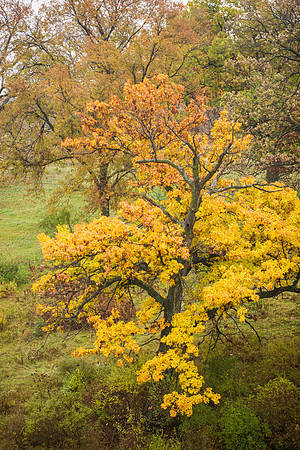 Trees and Beautiful Fall Foliage
