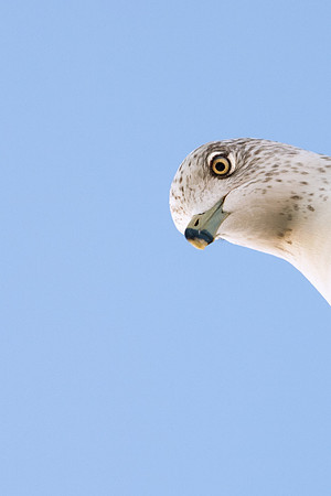 Seagull, South Carolina, 2006