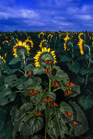 Monarch Butterflies on a Sunflower During a Thunderstorm, 1996