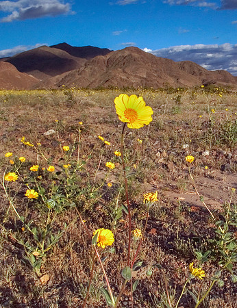 Death Valley National Park Wildflowers