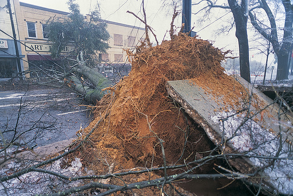 Large Tree Toppled During Ice Storm