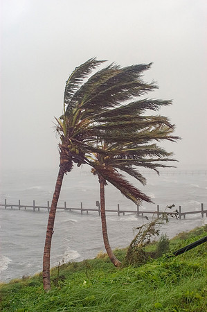 Palm Trees in a Hurricane
