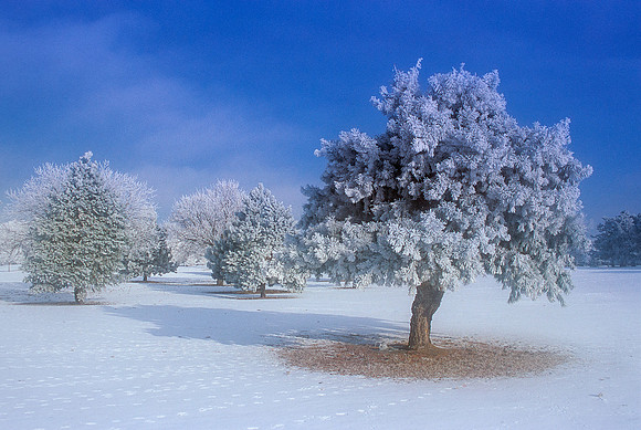 Hoar Frost on Trees in Park