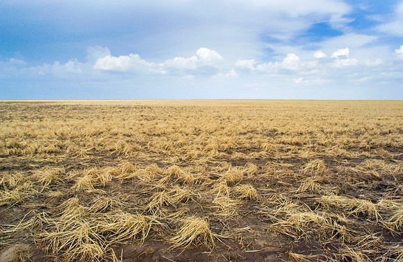 Crops Destroyed by Hail