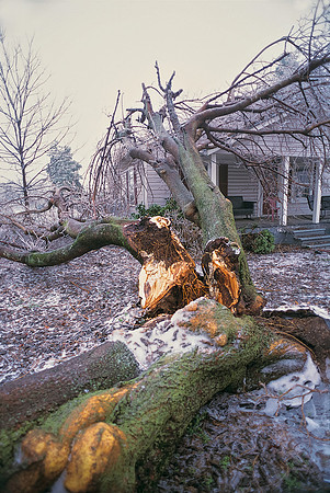 Large Tree Destroyed During Ice Storm