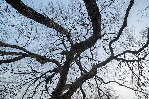 Close-up of Large Tree With Spectacular Branches