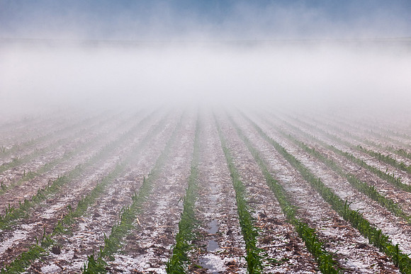 Hail Fog Over Bean Field
