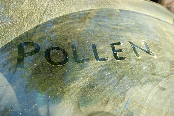 Pollen Covered Windshied