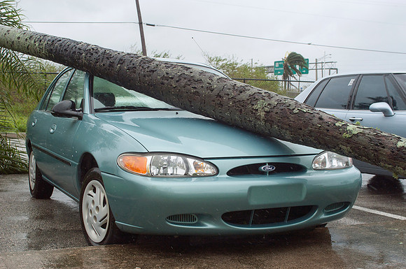 Hurricane Frances Blows Palm Tree Onto Car