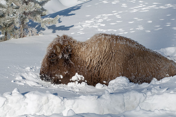 Buffalo stuck in snow during winter storm