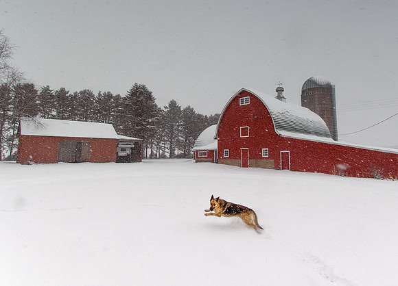 A german shepherd plays in snow during a winter storm