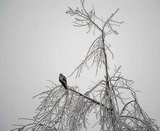 Hawk in tree during ice storm
