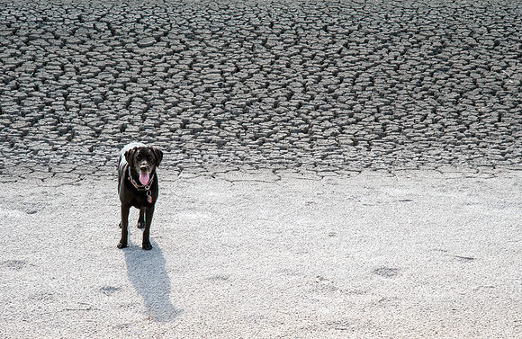 Dog looking for water