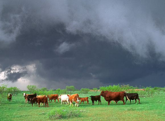 Tornadic supercell approaching cattle