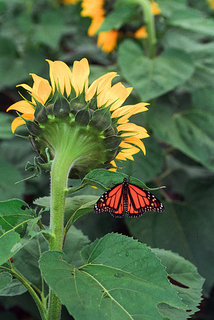 Monarch butterfly on a sunflower
