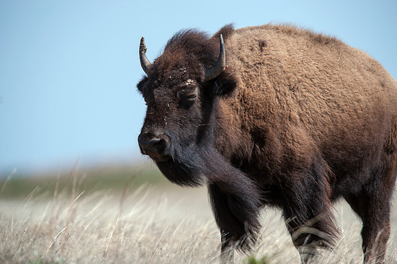 An American buffalo in high wind
