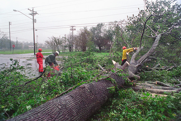 Tree Damage Caused by Hurricane Georges