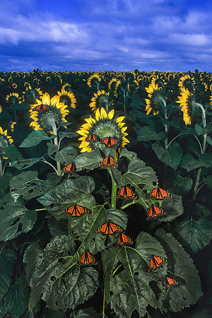 Monarch Butterflies on a Sunflower
