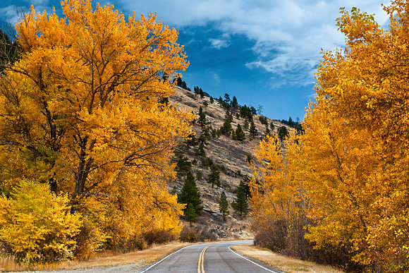 Foliage and Road, Wolf Creek, Montana