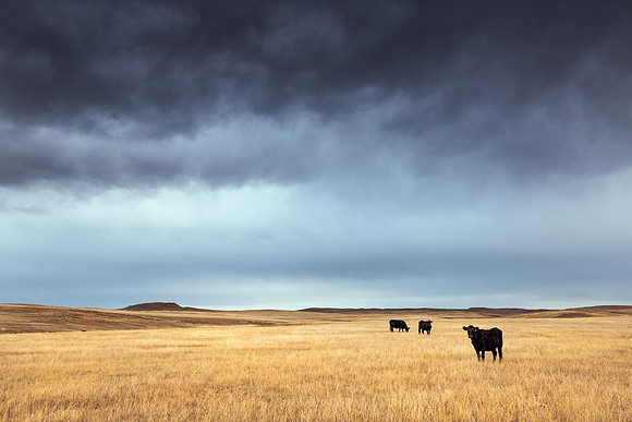 Storm Clouds Over Field With Angus Cattle