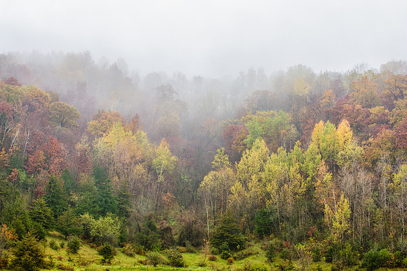 Foliage and Fog