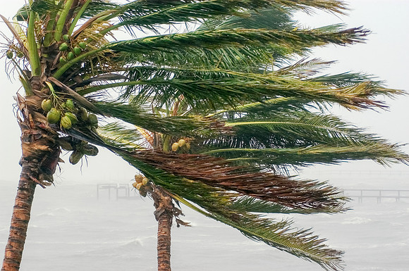 Palm Trees Blowing During Landfalling Hurricane